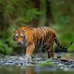 Harimau Serang Wisatawan, Warga Pagar Alam Diminta Hati-hati
