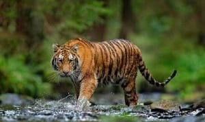 Waduh, Harimau Lepas di Singkawang, Pawang Tewas Diserang