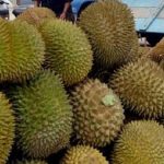 Wih, Rp 5 Ribu Sudah Bisa Menikmati Durian