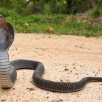 Ngeri, Warga Perumahan Ini Diteror Puluhan Anak Ular Kobra