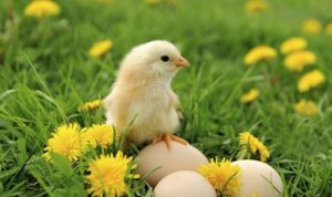 Tak Sanggup Beri Makan, Peternak Lepas Ribuan Anak Ayam
