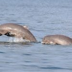 Fenomena Langka, Begini Penampakan Gerombolan Pesut yang Muncul di Sungai Mahakam
