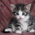 Viral, Anggota Brimob Pelempar Anak Kucing Terancam Sanksi