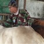Anggota Kodim 1208/Sambas Sulap Lahan Kosong Jadi Kebun Sayur dan Peternakan Sapi
