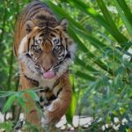 Lumpuhkan Harimau yang Kabur, Begini Penjelasan Kapolres Singkawang
