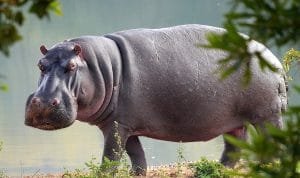 Terungkap Mobil Pemberi Makan Sampah Kuda Nil di Taman Safari