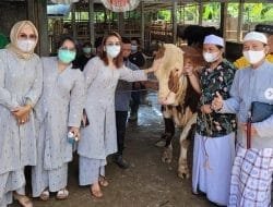 Potret Bahagia Ayu Ting Ting Kurban Sapi Besar
