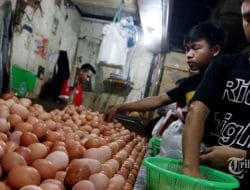 Kementan : Harga Telur Anjlok