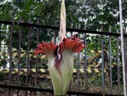 Bunga Bangkai  Ditemukan di Jagakarsa Jaksel