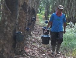 Harga Karet Mendadak Meroket