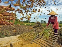 Harga Beras Mulai Merangkak Naik
