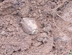 Penampakan Granat Nanas yang Ditemukan di Lokasi Proyek Jurang Mangu