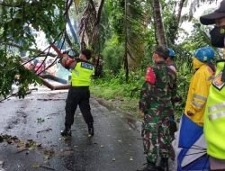 Tim Siaga Bencana Polsek Ubud Gerak Cepat Tangani Pohon Tumbang