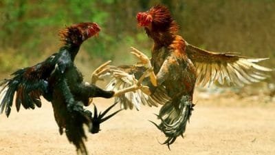 Resahkan Masyarakat, Polsek Monta Grebek Judi Sabung Ayam