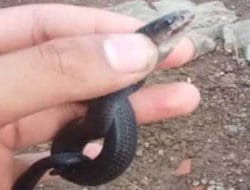 Belasan Anak Kobra Ditemukan di Rumah Warga Bogor