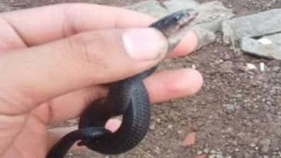 Belasan Anak Kobra Ditemukan di Rumah Warga Bogor