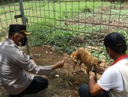 Polda NTB Apresiasi Penanganan Anjing Liar di Sirkuit Mandalika