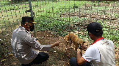 Polda NTB Apresiasi Penanganan Anjing Liar di Sirkuit Mandalika