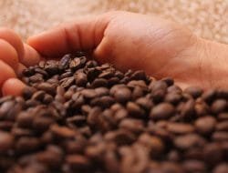 Petani Kopi Banyuwangi Bakal Bertemu Investor Asing di Ijen Coffee Market