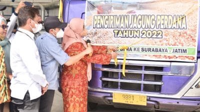 Pengiriman Jagung