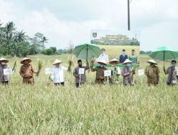 Alhamdulillah, Petani Padi Binaan Baznas Kabupaten Asahan Gelar Panen Raya