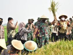 Canangkan Food Estate 43 Hektar, Pangdam Jaya bersama Pemda Kabupaten Bekasi Panen Raya