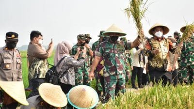 Canangkan Food Estate 43 Hektar, Pangdam Jaya bersama Pemda Kabupaten Bekasi Panen Raya