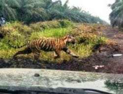 Harimau Pemangsa Remaja di Siak Akhirnya Dilepasliarkan