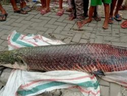 Waduh! Ikan Raksasa yang Viral di Tangerang Ternyata dari Sungai Amazon