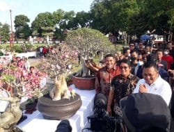 HUT ke-251 Gianyar, Bupati Buka Pameran dan Kontes Bonsai
