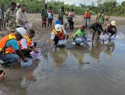 Sebanyak 161 Labi-Labi Moncong Babi Dilepasliarkan