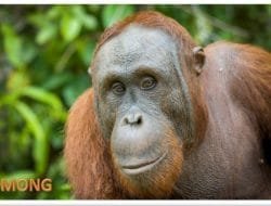 Usai Jalani Rehabilitasi, Lima Orangutan Dilepasliarkan