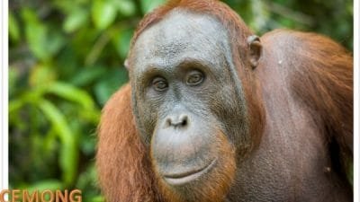 Usai Jalani Rehabilitasi, Lima Orangutan Dilepasliarkan