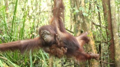 Kehadiran Jenni di Bulan Juni, Dibeberkan Balai KSDA Kalteng