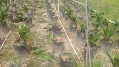 Cerita Sedih dari Asahan! Laporan Polisi Belum Temui Titik Terang, Kebun Bibit Kelapa Sawit Kembali Dirusak