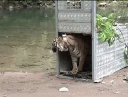 Dua Harimau Sumatera Dilepasliarkan Kembali ke Habitatnya di TN Kerinci Seblat