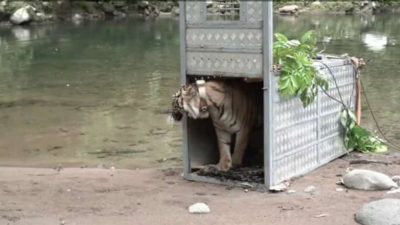 Dua Harimau Sumatera Dilepasliarkan Kembali ke Habitatnya di TN Kerinci Seblat