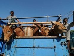 DPR: Kementan Jangan Anggap Enteng PMK, Banyak Peternak Laporkan Sapinya Mati