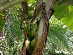 Warga Asahan Dihebohkan Buah Pisang Tumbuh di Dalam Batang Pohon