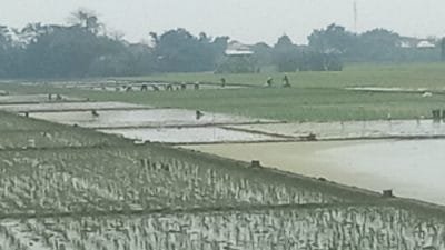 UPTD Pertanian Indramayu Imbau Pupuk Bersubsidi Tidak Dijual di Atas HET