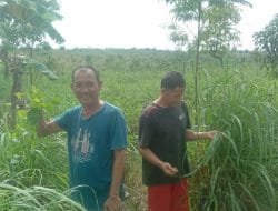 Kelompok Tani Indramayu Harapkan Sereh Wangi Jadi Tanaman Industri