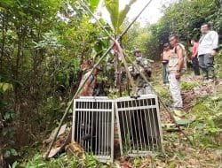 BKSDA Sumbar Melepasliarkan Satwa Liar Dilindungi ke TWA Saibi Sarabua