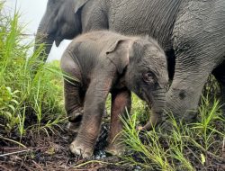 Kabar Gembira, Telah Lahir Gajah Betina di Pusat Latihan Gajah Padang Sugihan