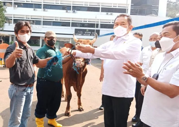 Sapi Kurban