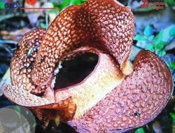 Puspa Dilindungi “Rafflesia arnoldii R.Br” Mekar Pertama Kali di Luar Habitat