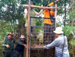 Harimau Serang Pekerja, BBKSDA Riau Pasang Kamera Jebak