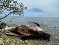 Ikan Paus Mati di Perairan Raja Ampat Berjenis “Pilot Whale”