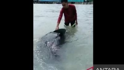 Ikan Paus Terdampar di Natuna Diselamatkan Warga