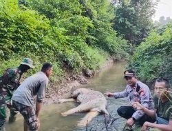 BKSDA Temukan Gajah Sumatera Mati di Aceh Timur