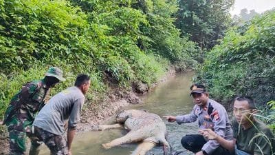 BKSDA Temukan Gajah Sumatera Mati di Aceh Timur